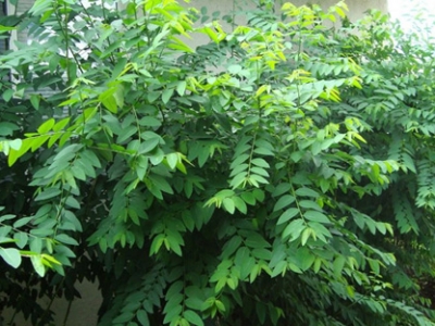 Hạt giống rau ngót